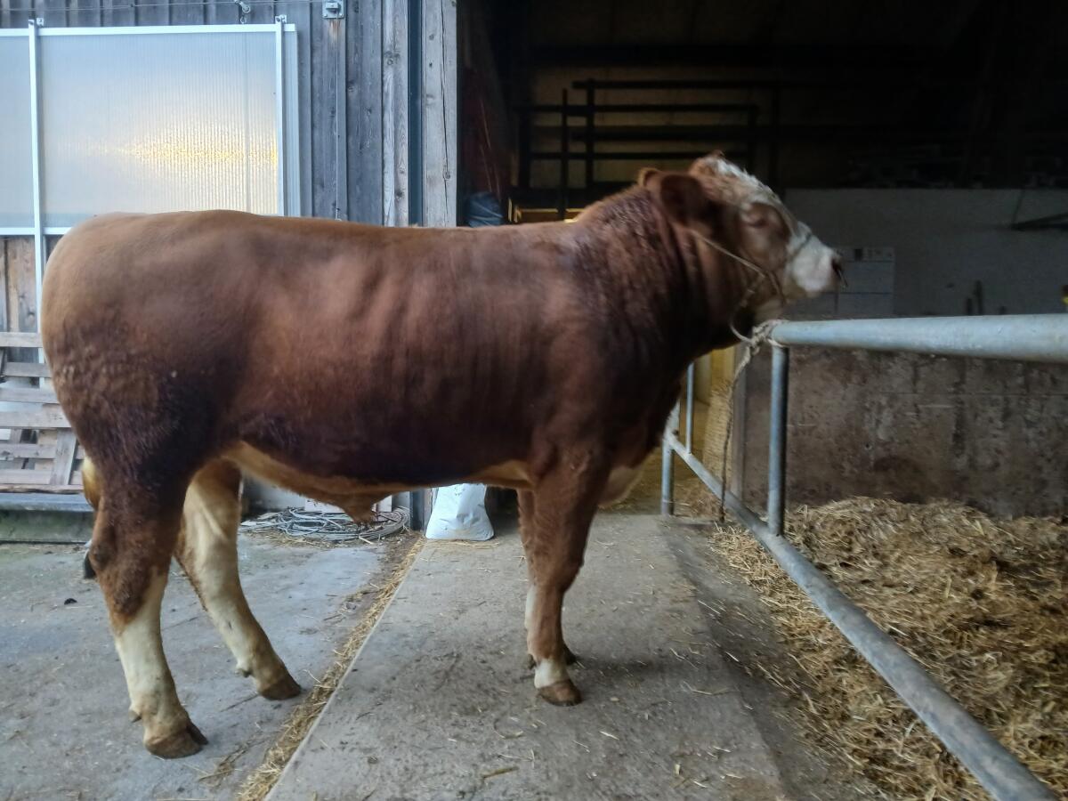 Verkaufe Fleckvieh-Zuchtstier 2