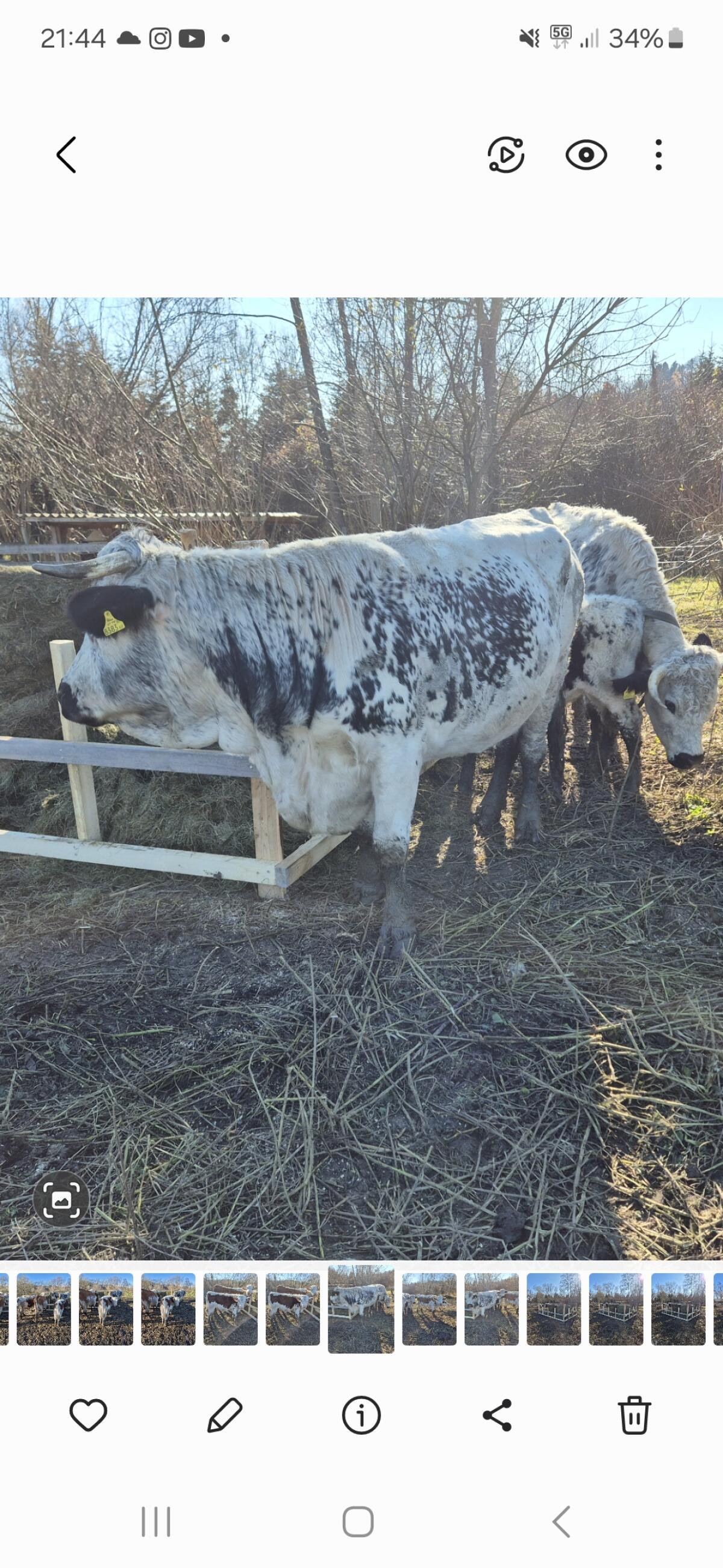 Kühe mit Kälbern 1