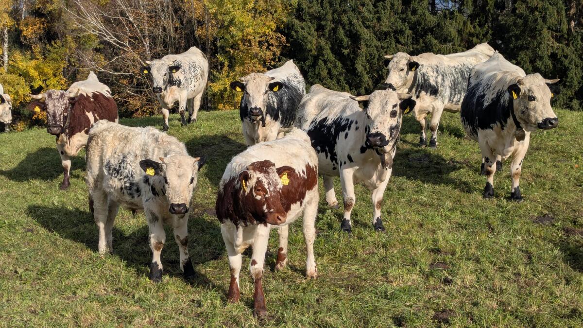 Pustertaler Sprinzen 1