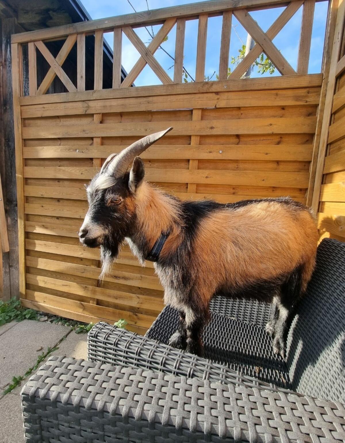 Mini Zwergziegenbock 1