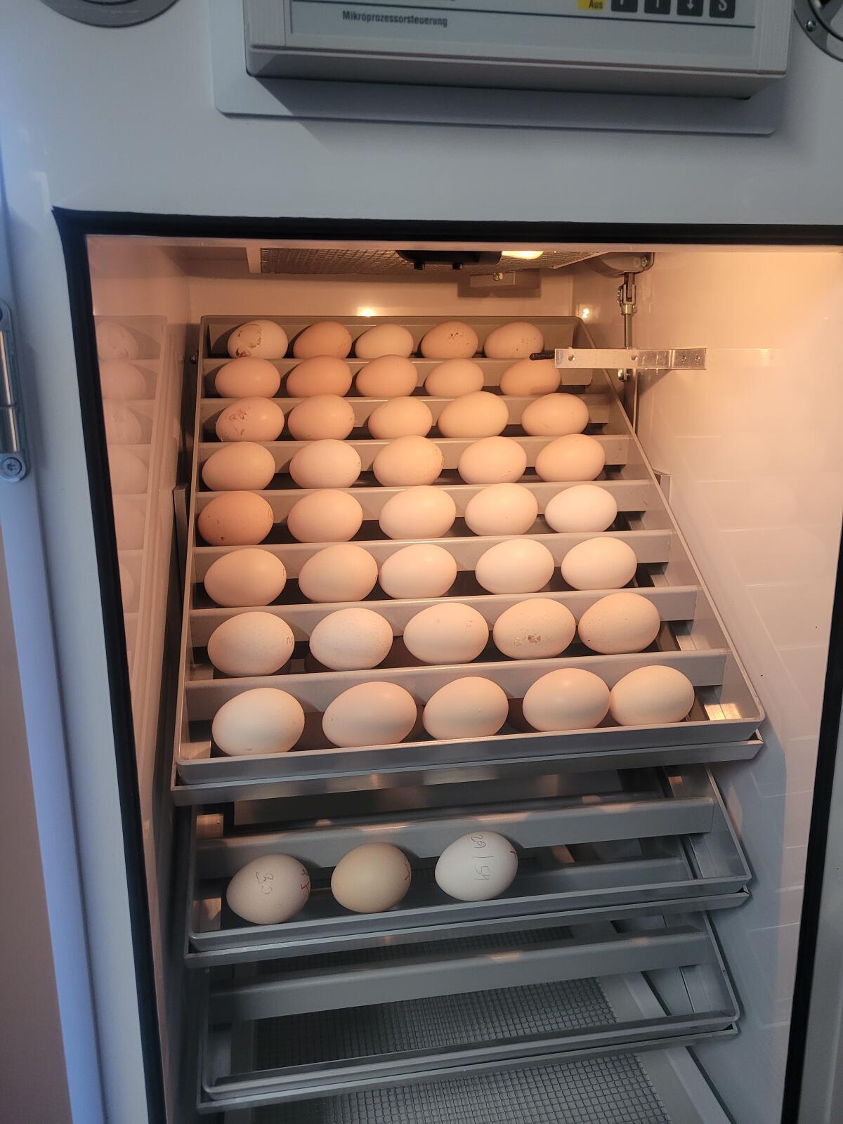 Sulmtaler Bruteier 1