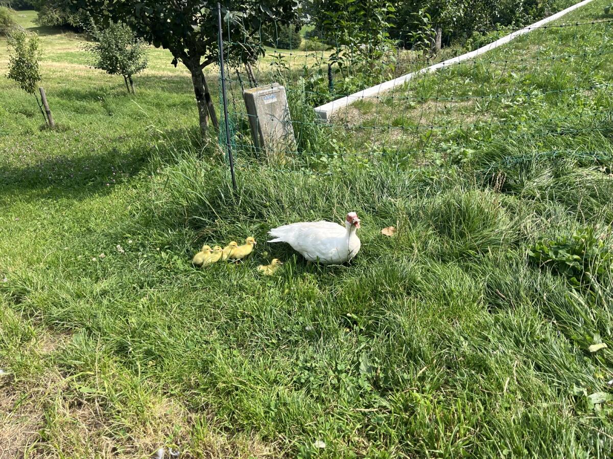 Warzenenten männliche/weibliche abzugeben 3