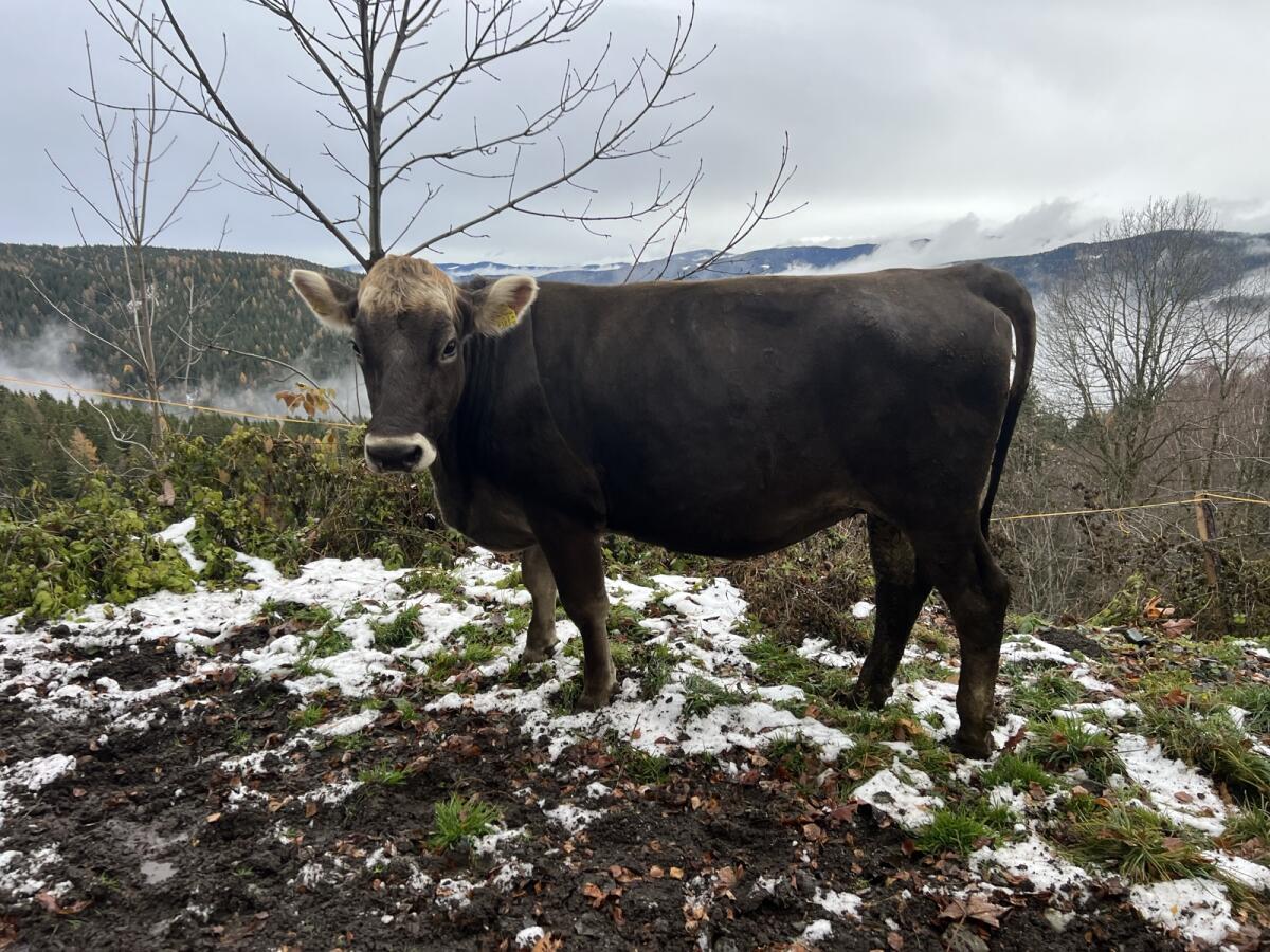 Braunviehkalbin, nicht trächtig 1