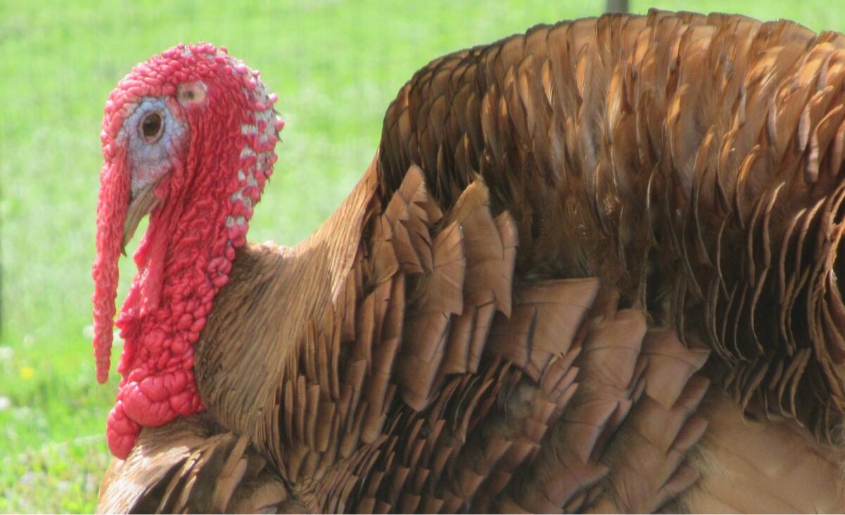 Deutsche Puten kupferfarbig 1