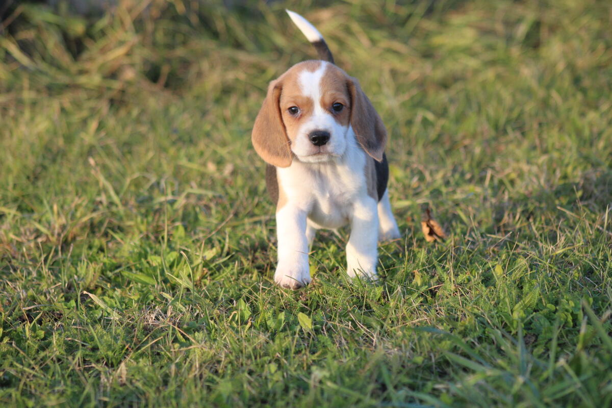 Beagle-Welpen suchen in Kürze ihr Traumzuhause 1