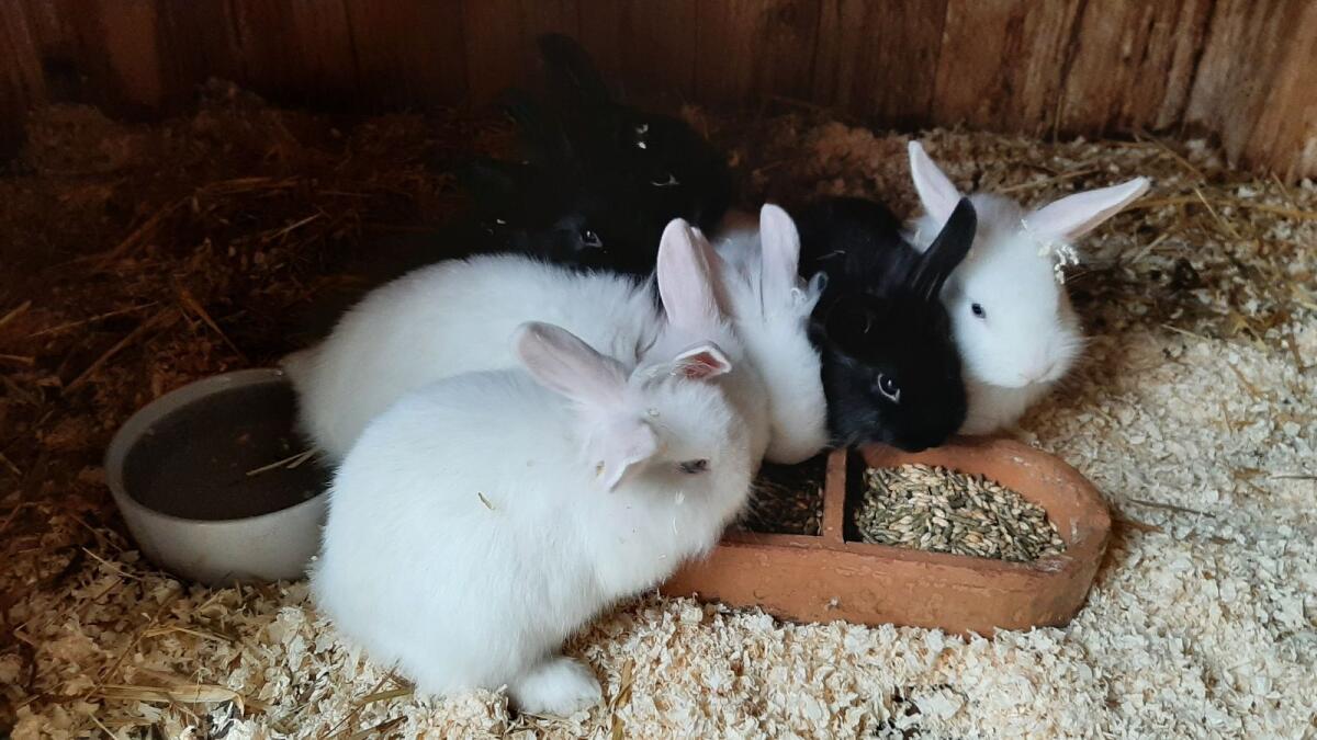 Löwenkopf-Mix Kaninchen 2