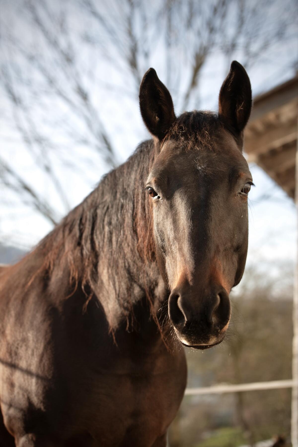 Liebevolle Stute sucht neues Zuhause 1