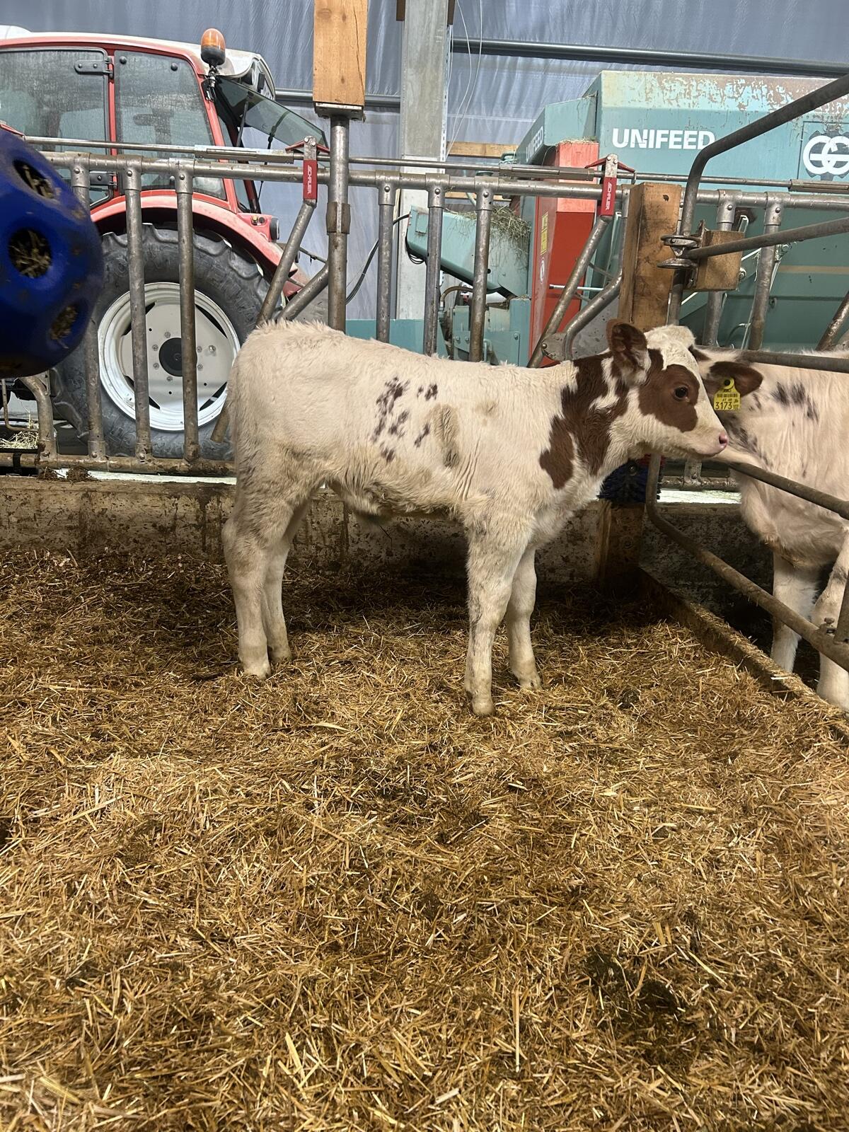 Bio Fleckvieh x RF Stierkalb 2