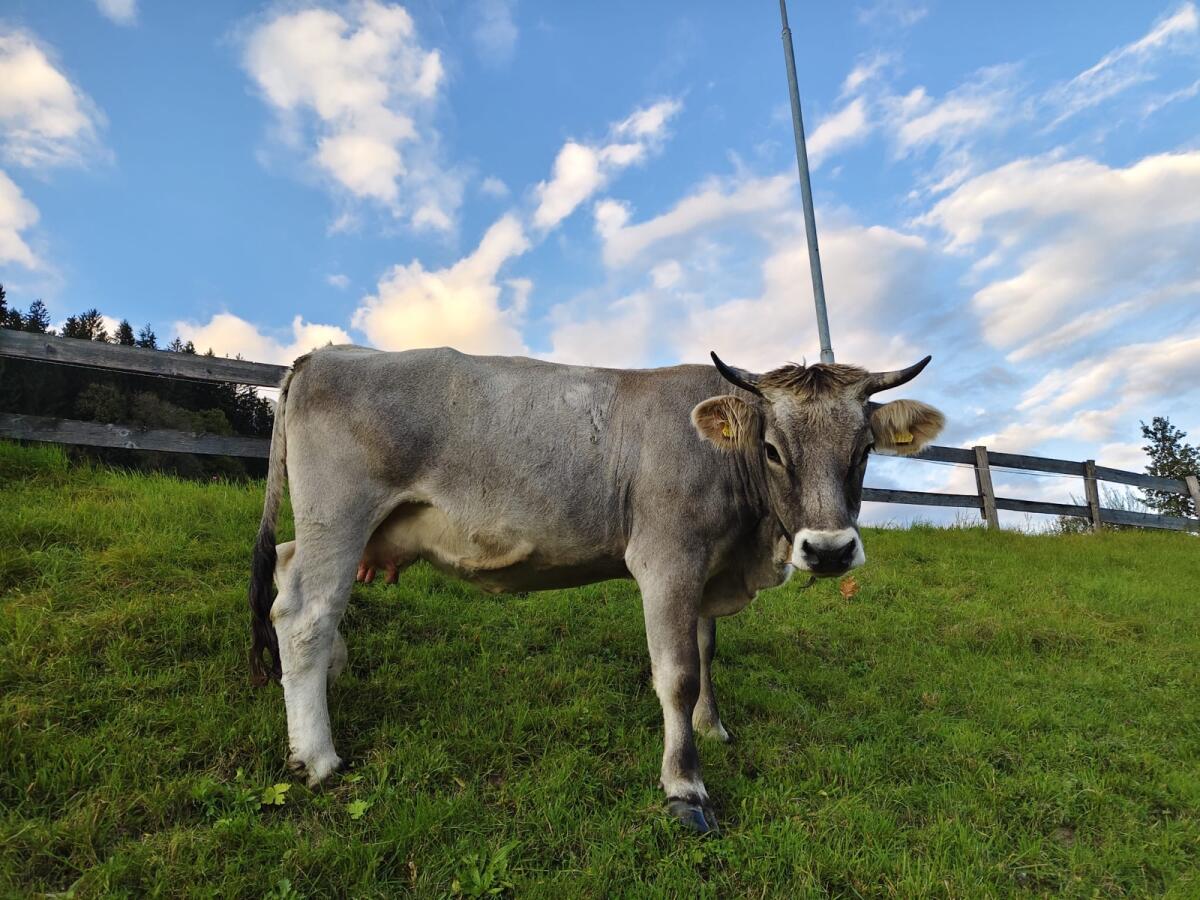 Tiroler Grauvieh Mutterkuh 2