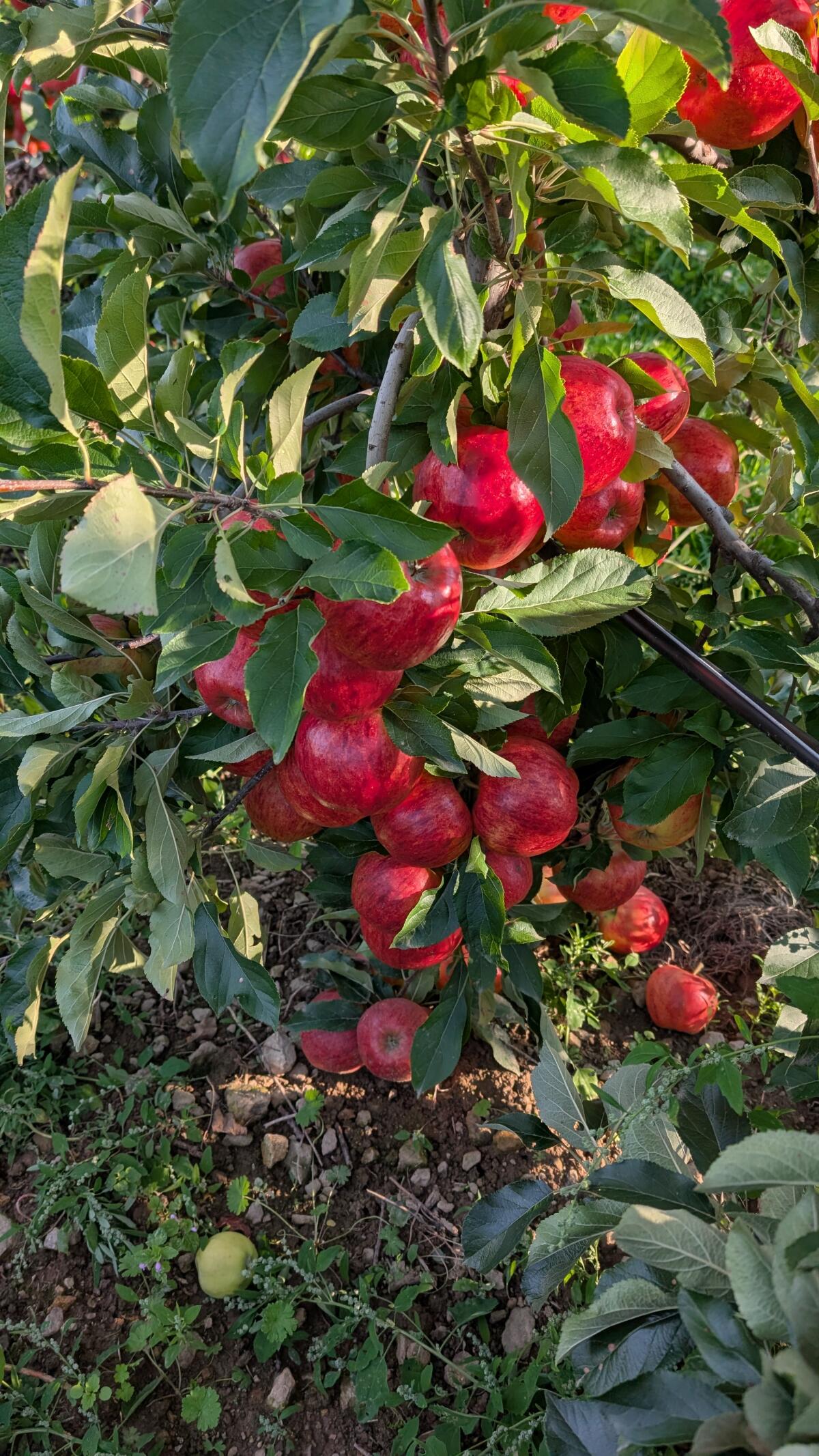 Äpfel Sorte Topaz oder Elstar in Großkisten 2
