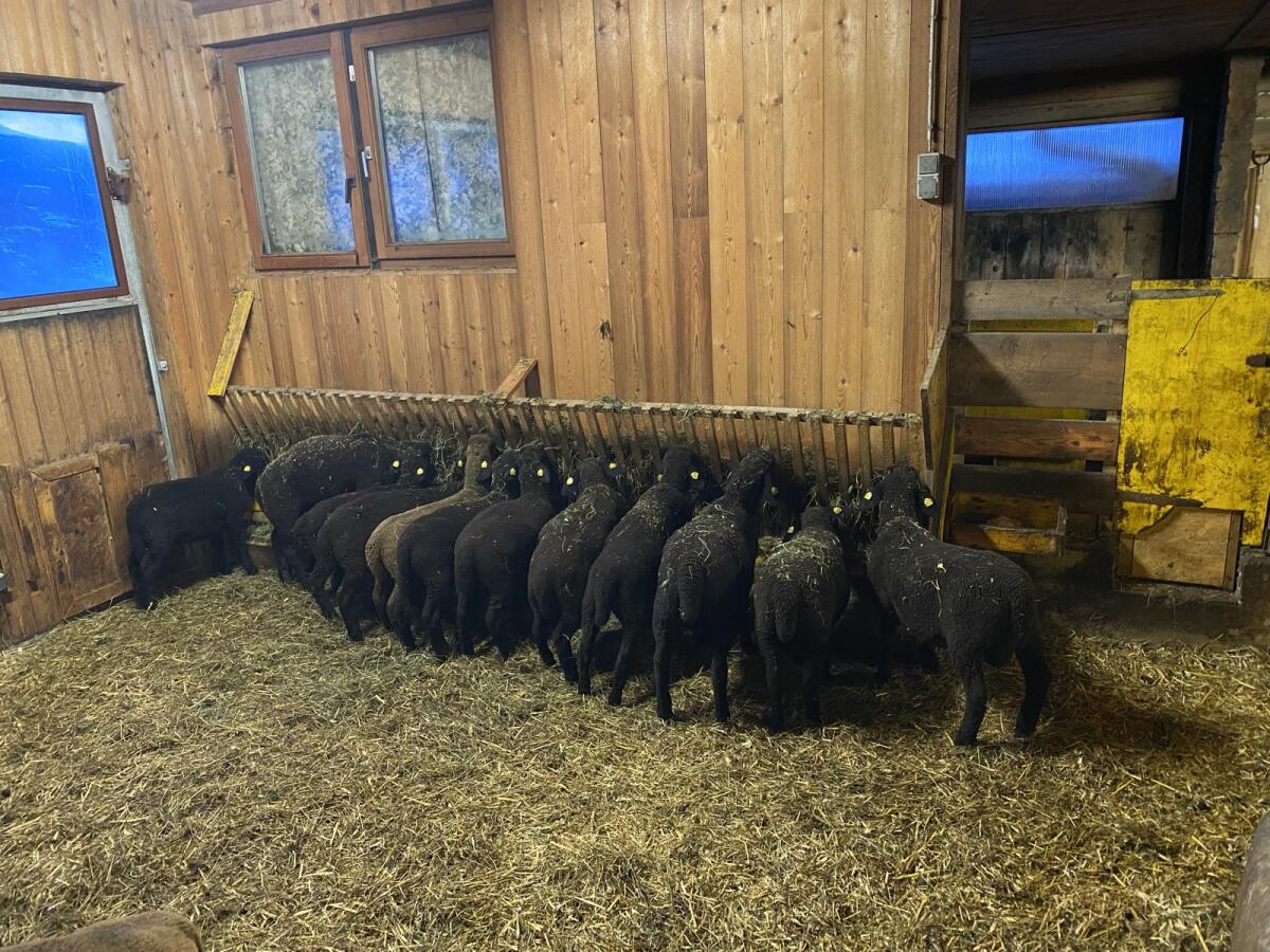 Jurazuchtweibchen und Widder abzugeben 3