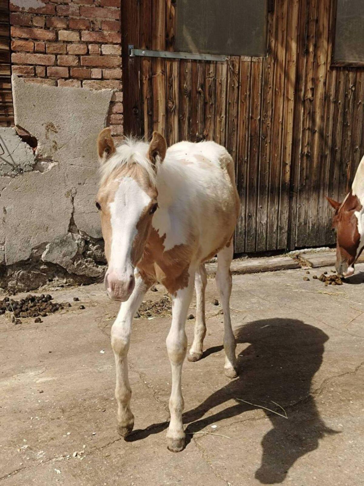 Paint Horse - Stute 2