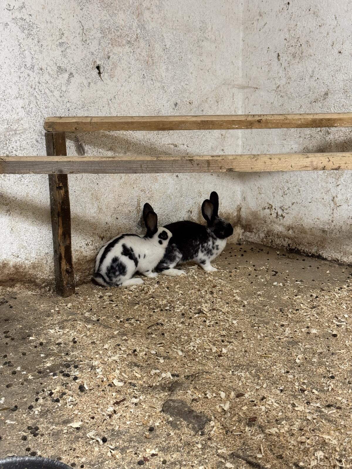 Junge Fleischhasen 3