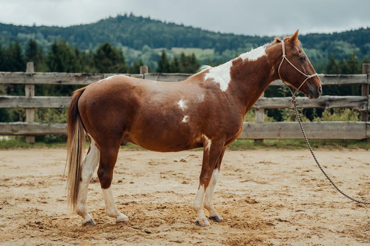 Braver Pinto-Wallach für Familien/therapeutisches Reiten 1