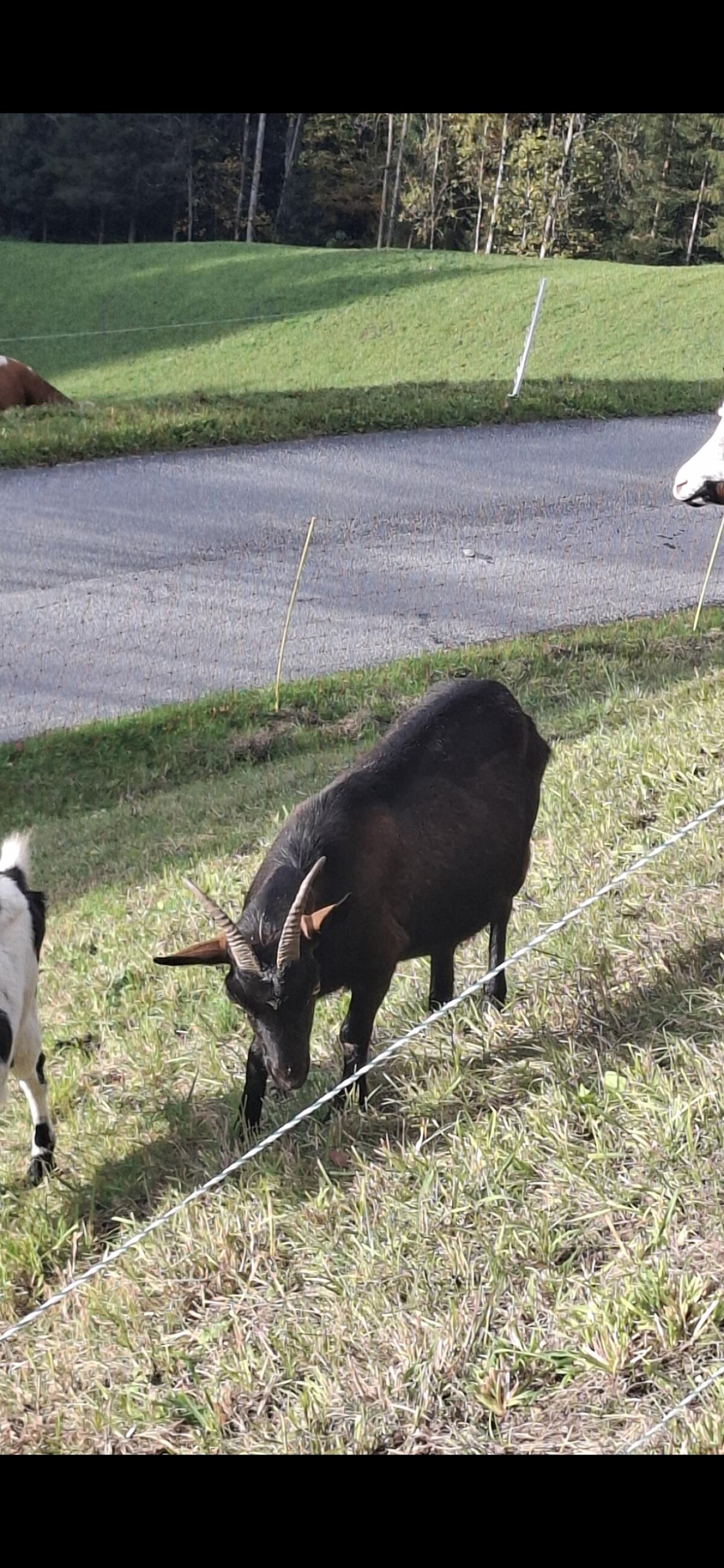 Verkaufe Tauernscheckenziege nicht HB 2