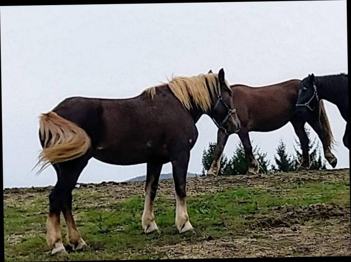 Dunkelfuchs Stuten 3