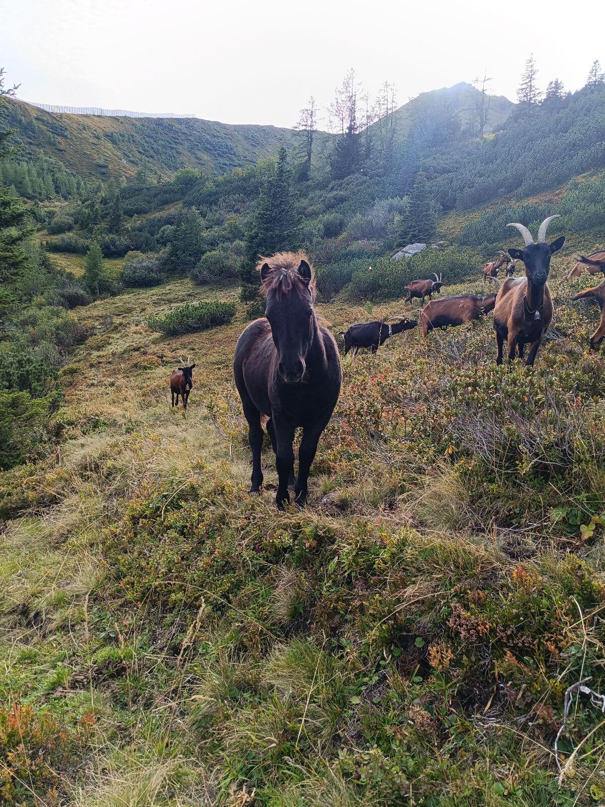 Isländer-Shetty Stute zu verkaufen 2