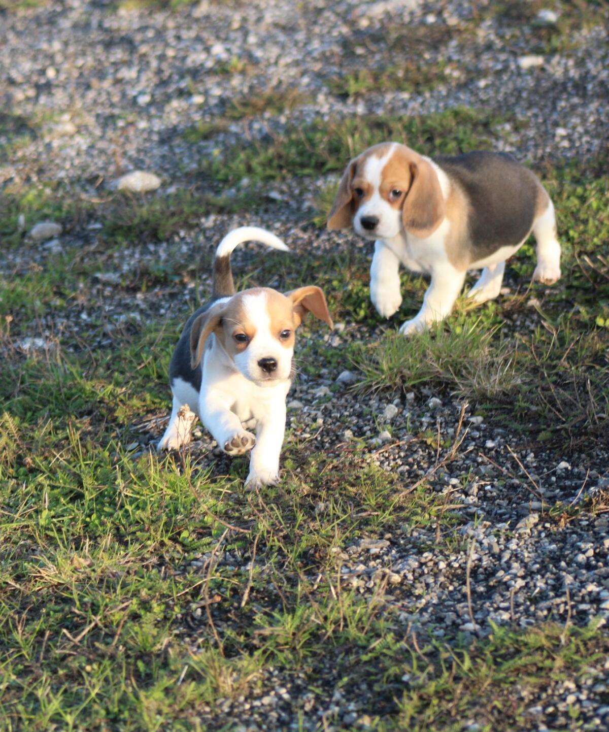 Beagle-Welpen suchen in Kürze ihr Traumzuhause 3