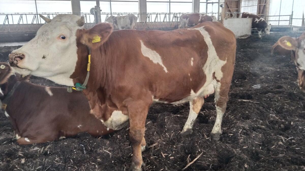 Bio Erstlingskuh - behornt 2