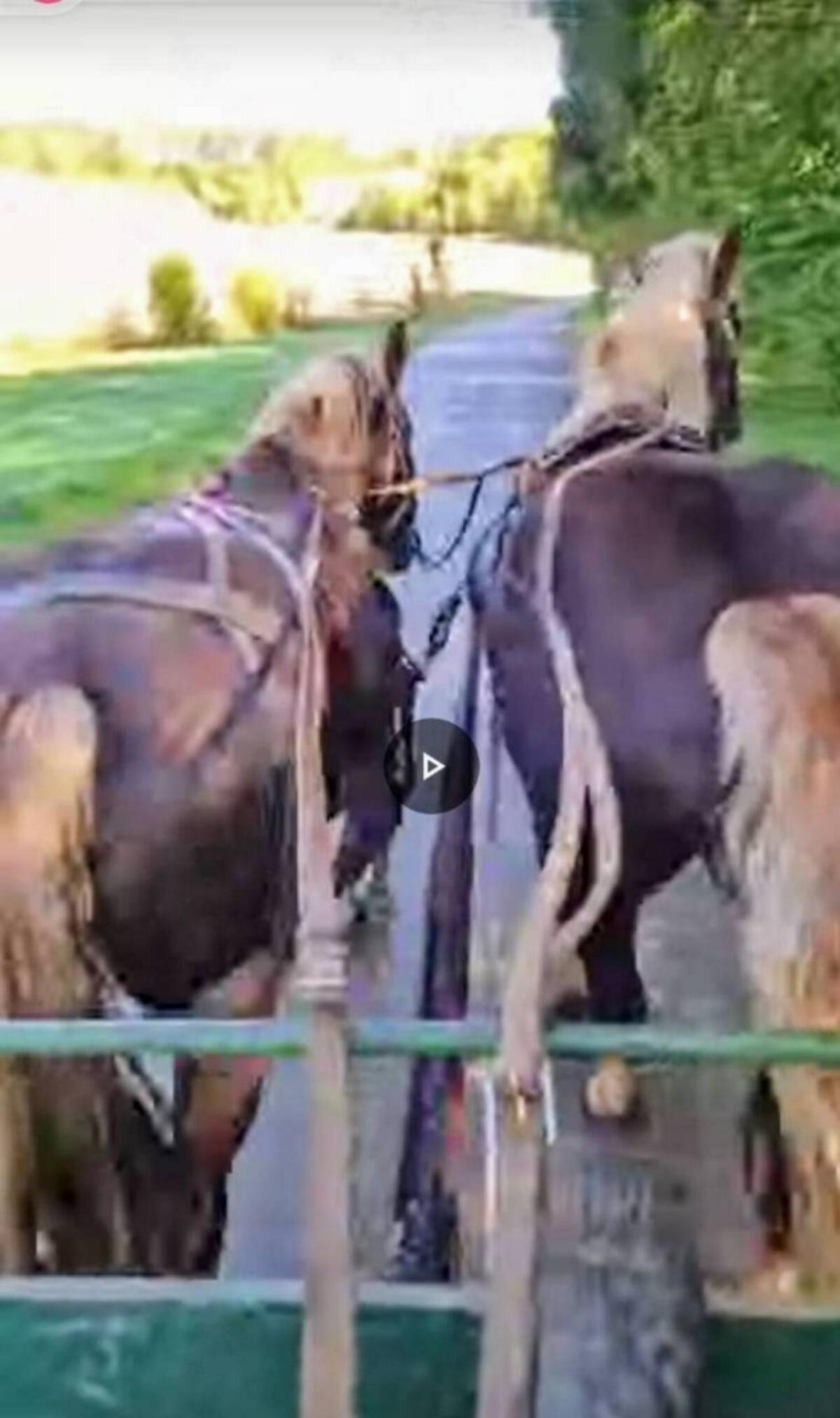 Noriker Gespann ein- und zweispännig 1