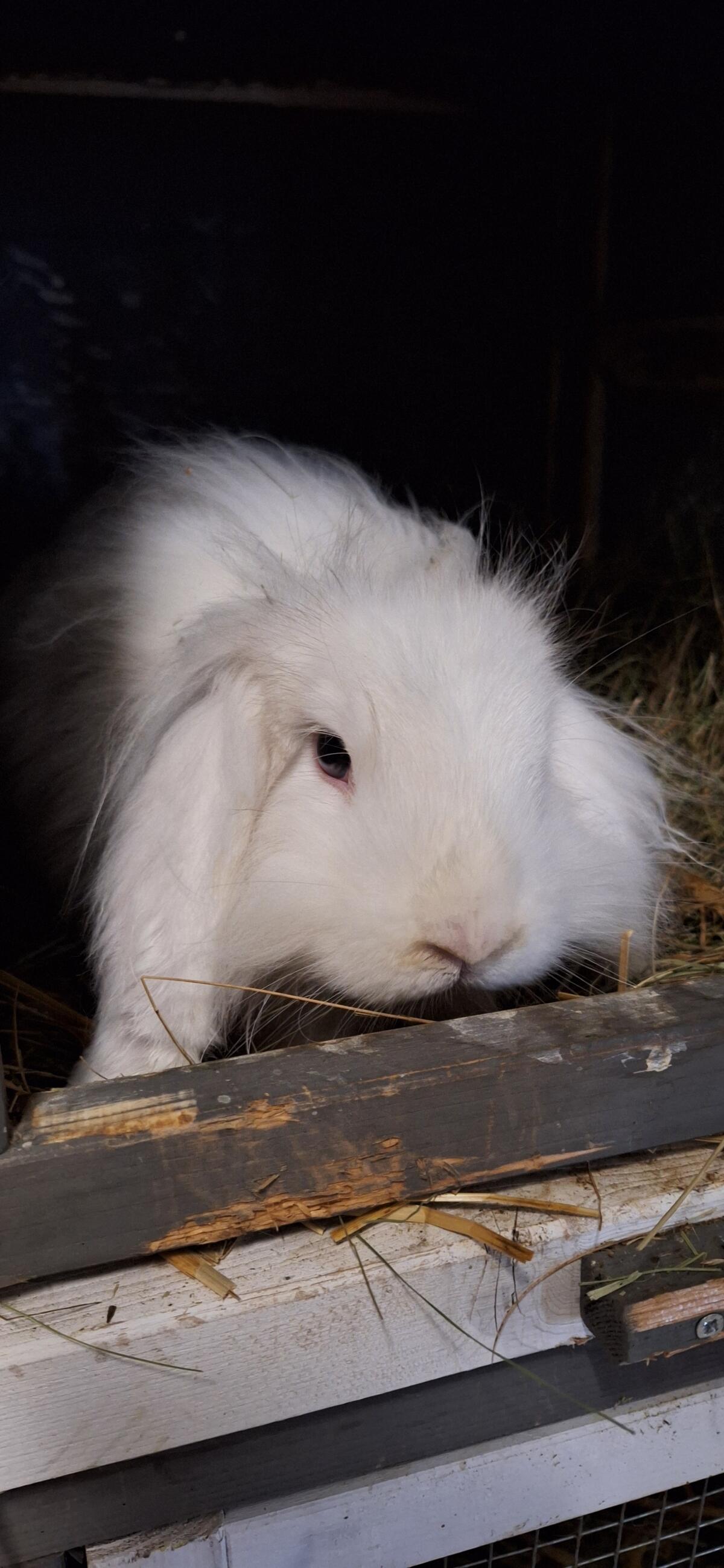 Kaninchen/Rassehasen abzugeben 3