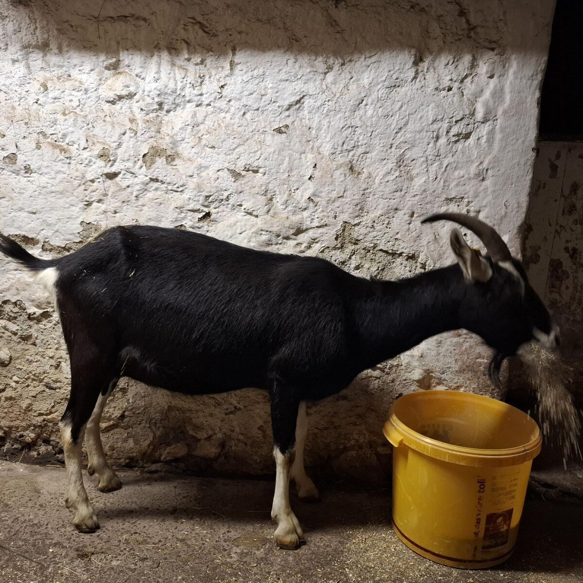 Bündner Strahlenziegen BM zu verkaufen 3