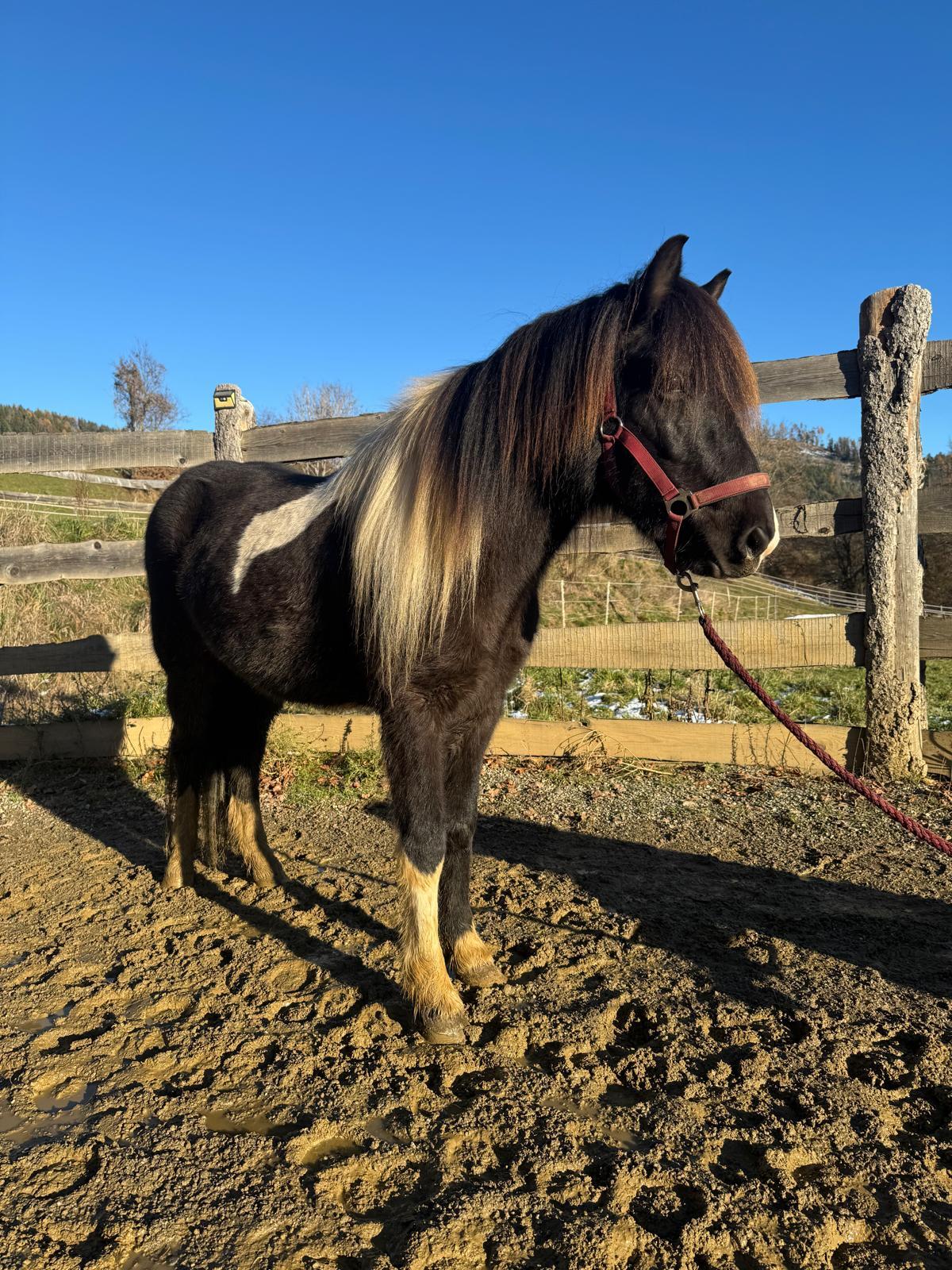 Tolle Gelegenheit! Islandpferdestuten! 2