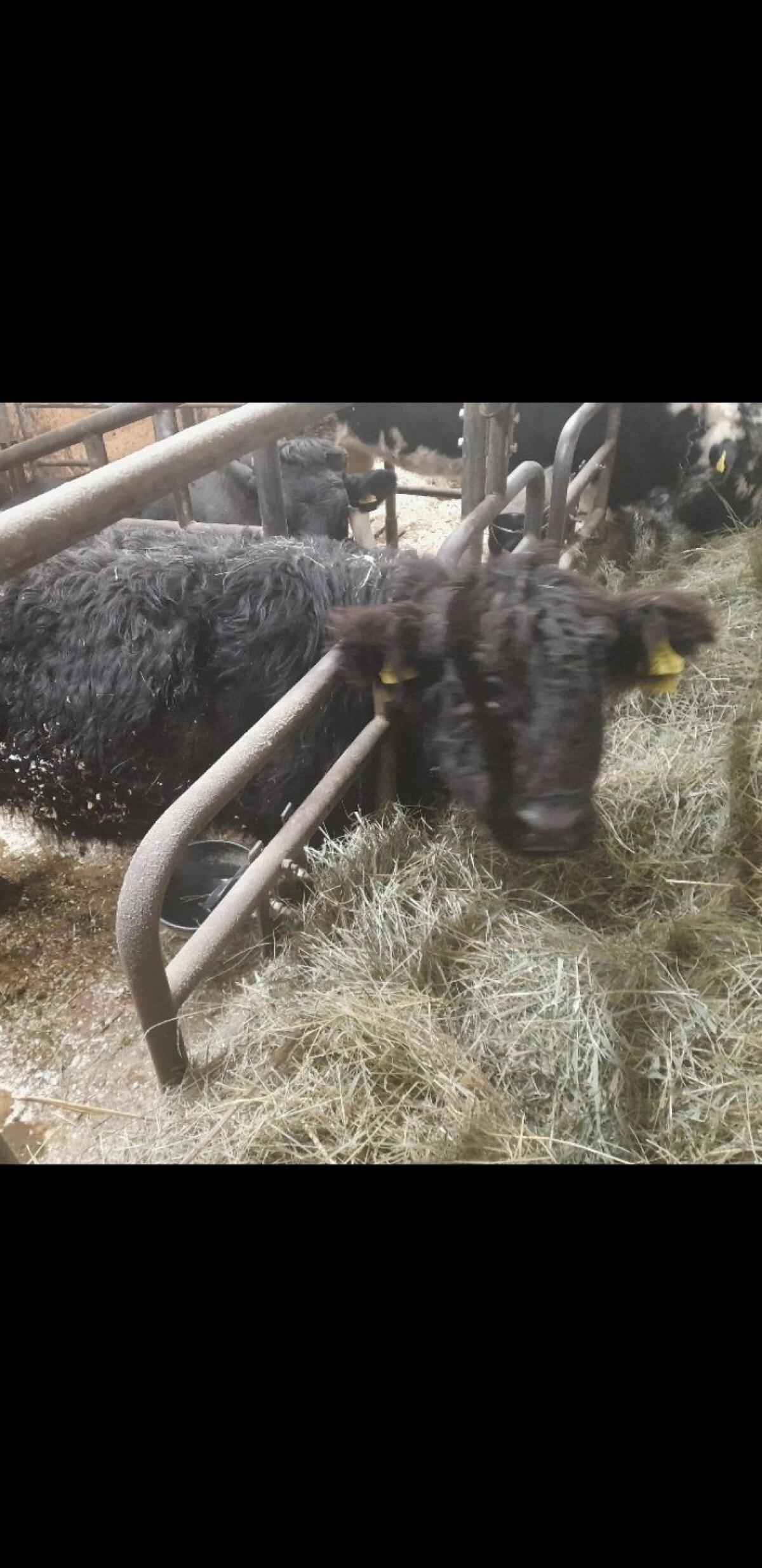 Junger Galloway Stier 2