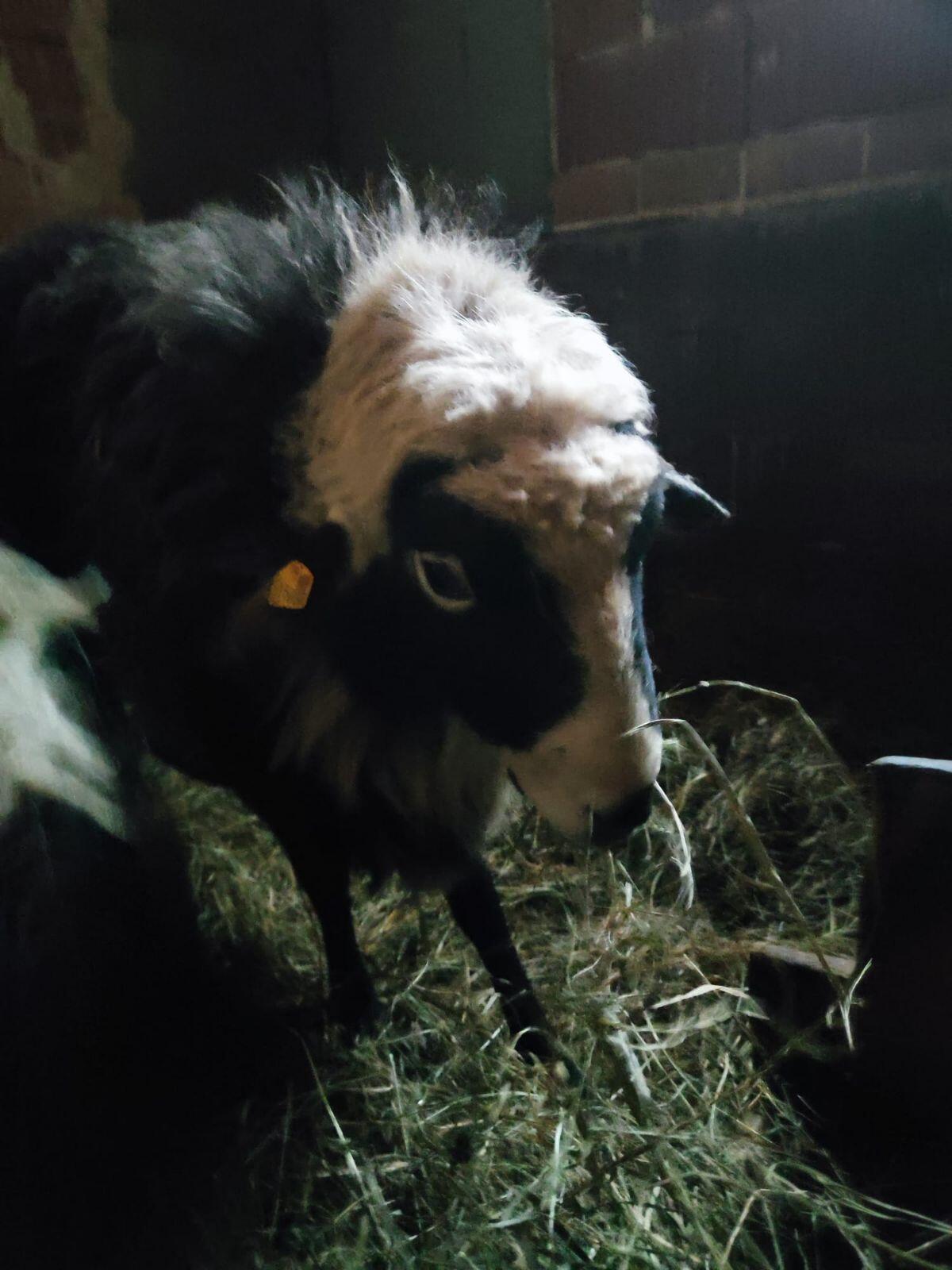 5 Stück Krainer Steinschafe 1