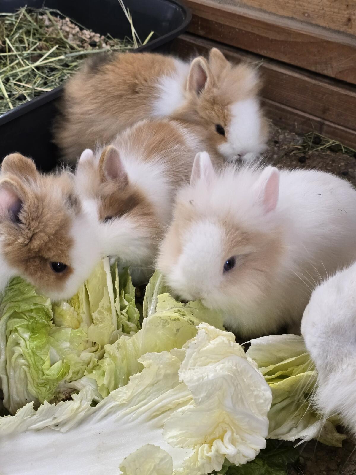 Junge Löwenkopf Zwergkaninchen 3