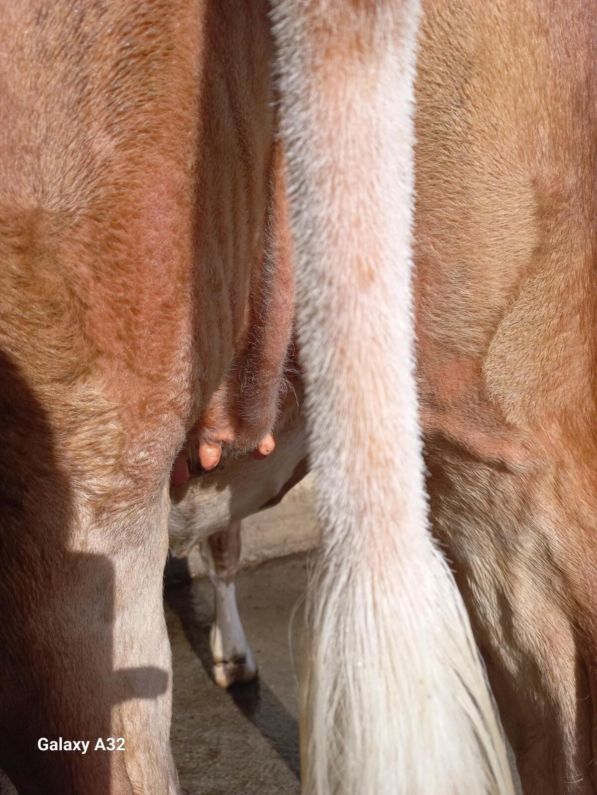 Trächtige Fleckviehkalbin 3