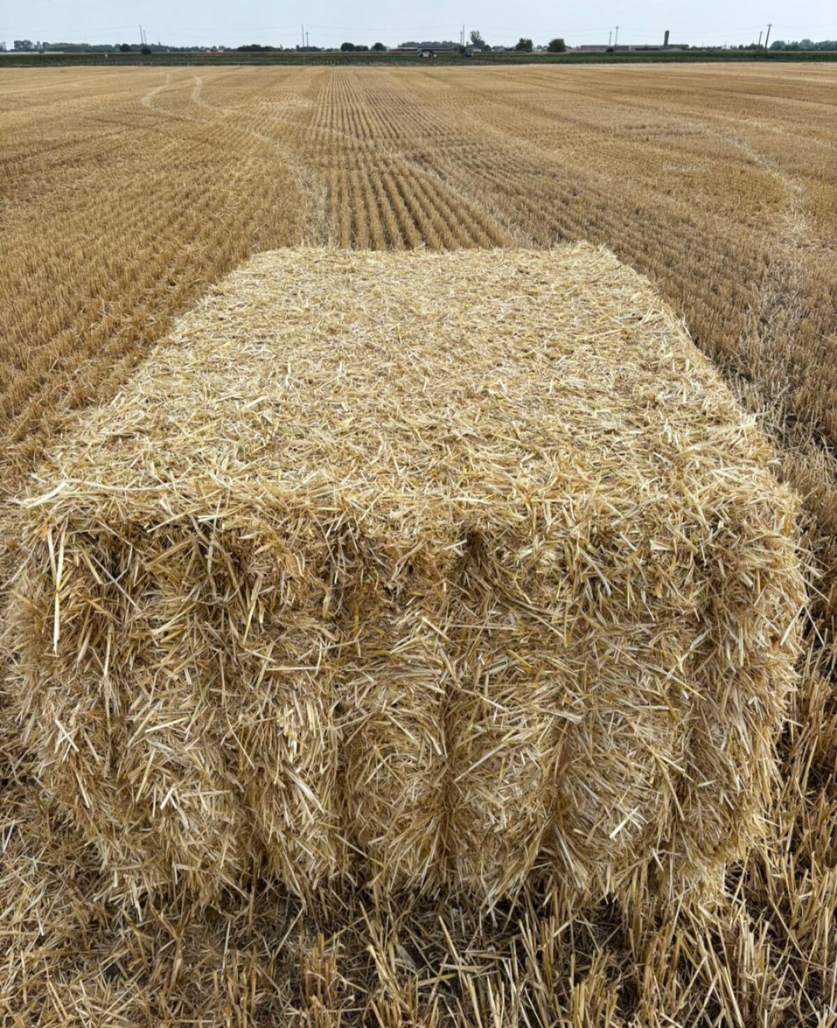 Stroh, Weizenstroh, Gerstenstroh 3