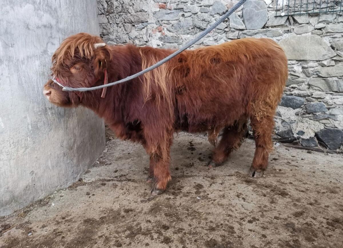 Hochlandrind Stierkalb 3