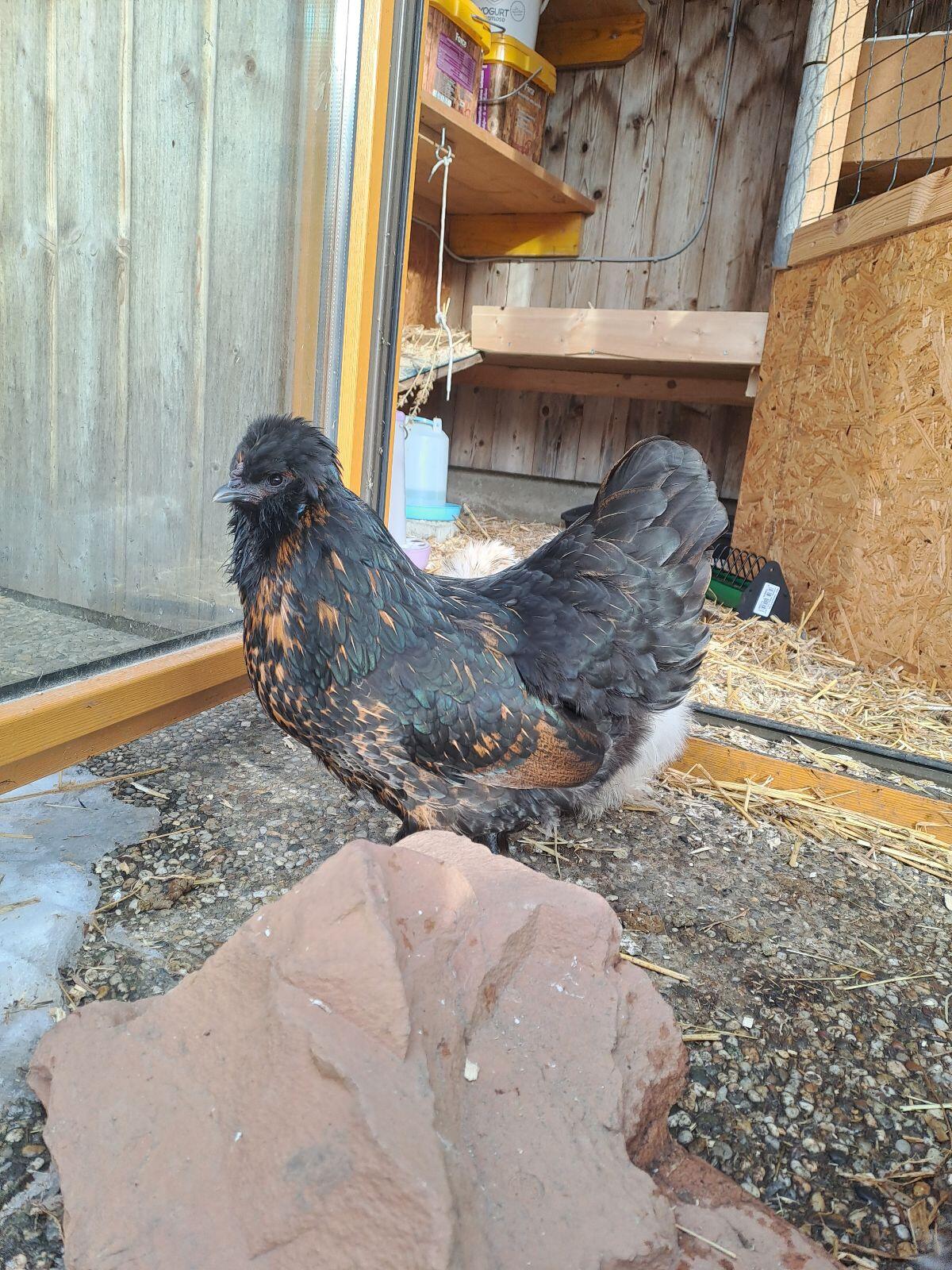 Hahn Zwerg-Pawlowskaja 1