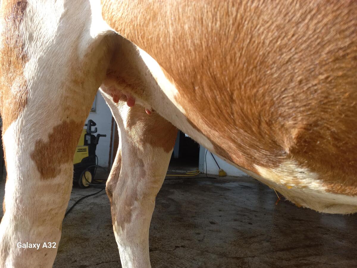 Trächtige Fleckviehkalbin 2