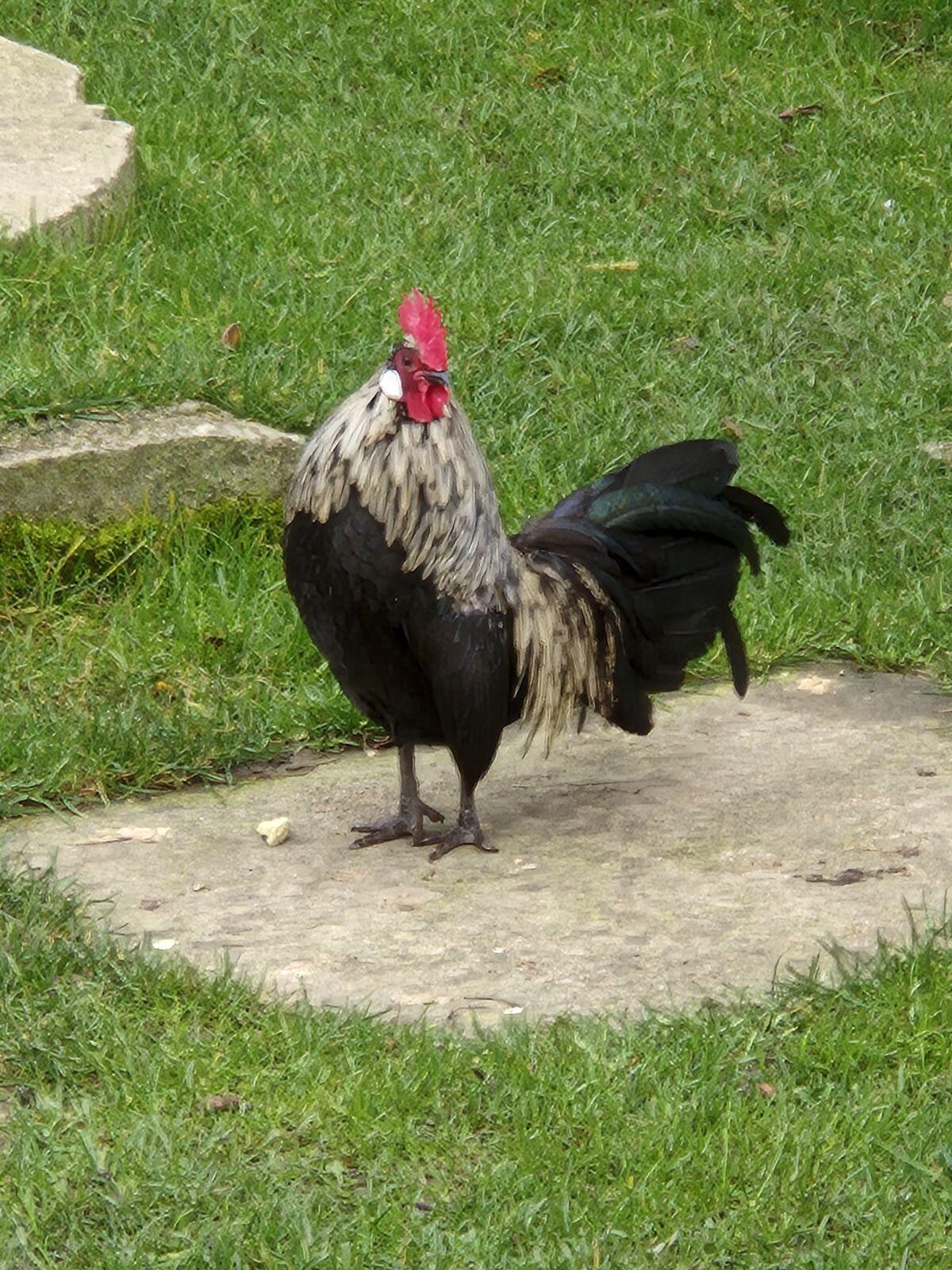 Ich verschenke dieses Jahr einen wunderschönen Hahn 1