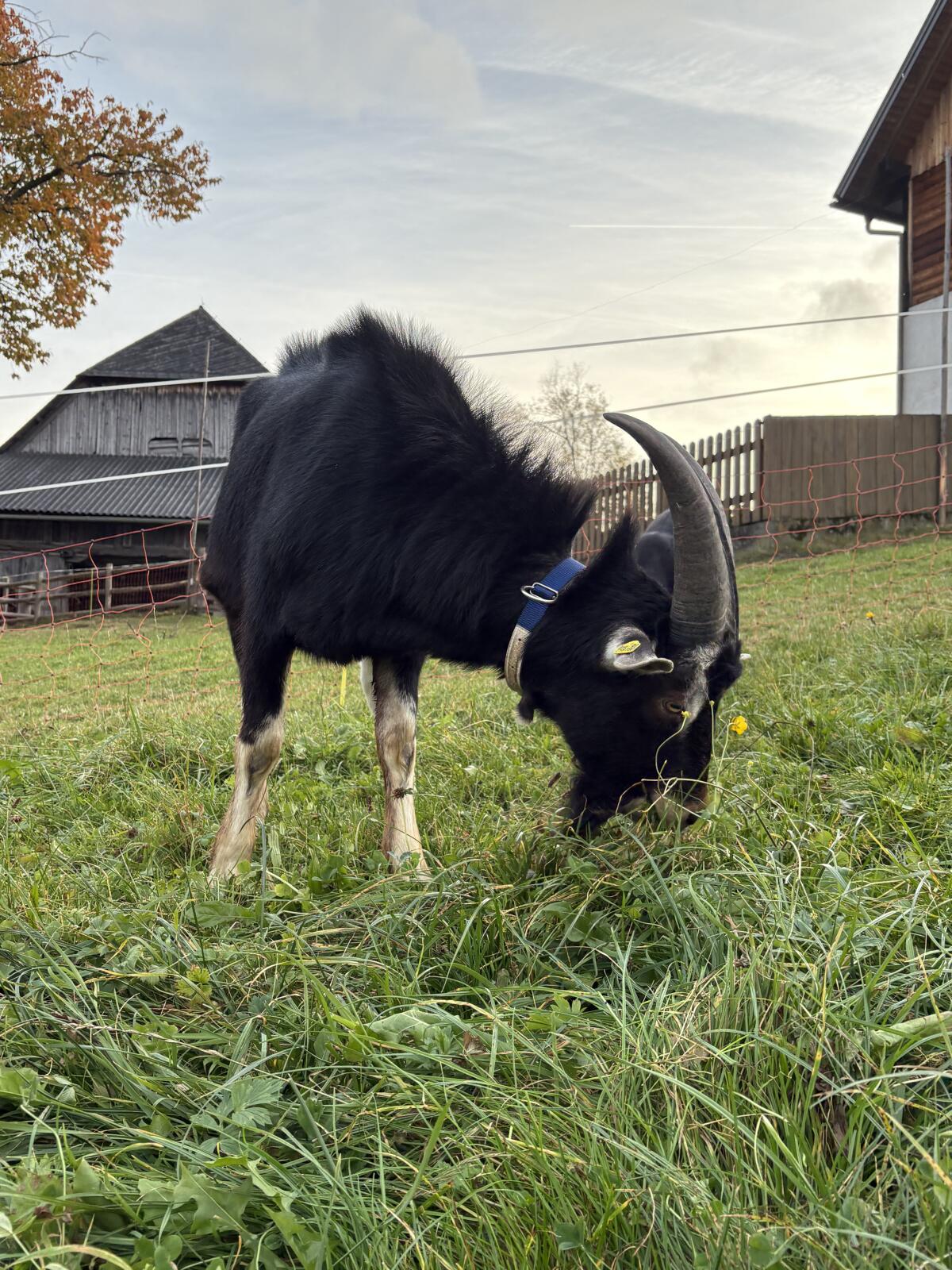 Bündner Strahlenbock 3