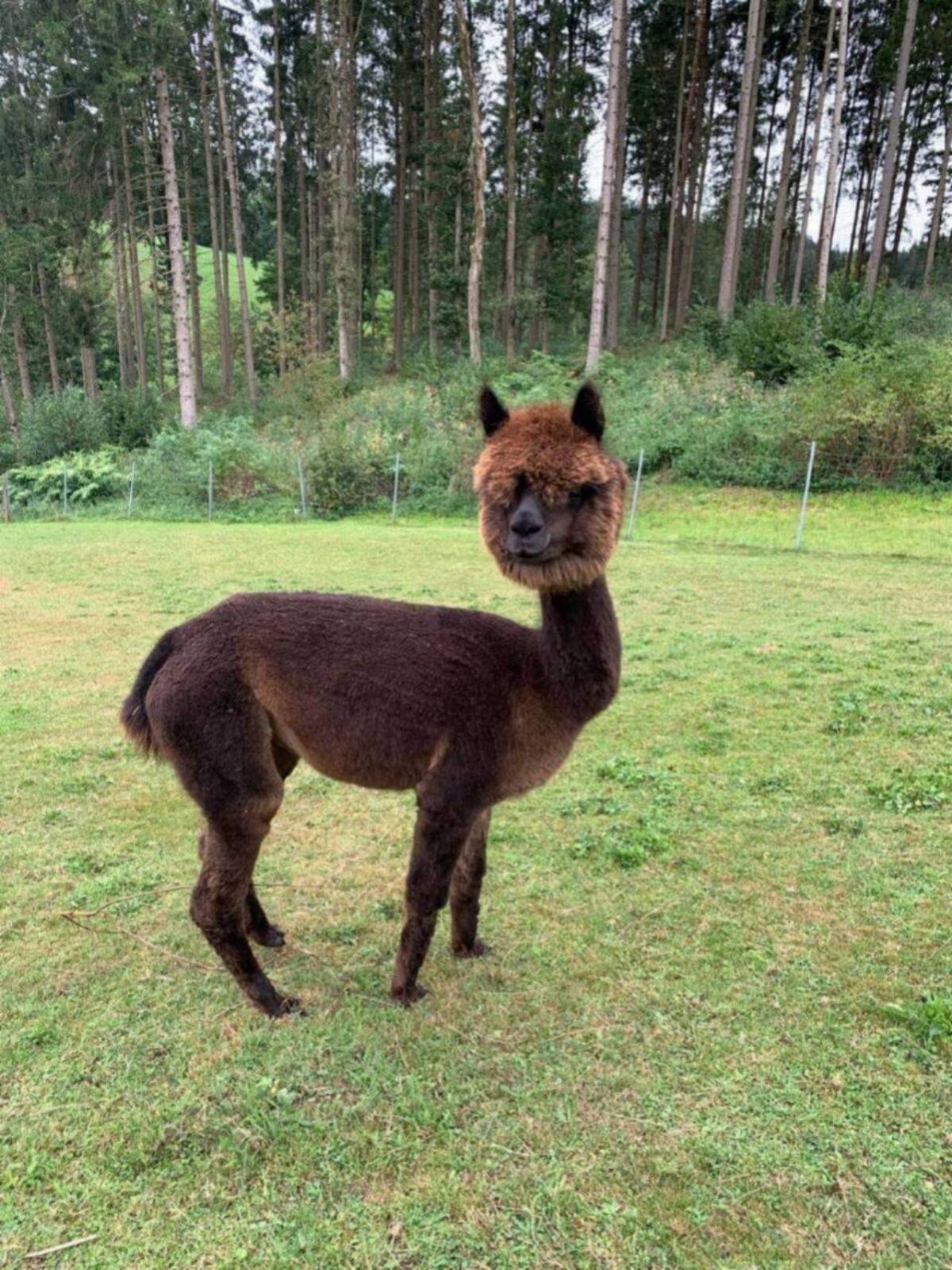 Alpakas 2