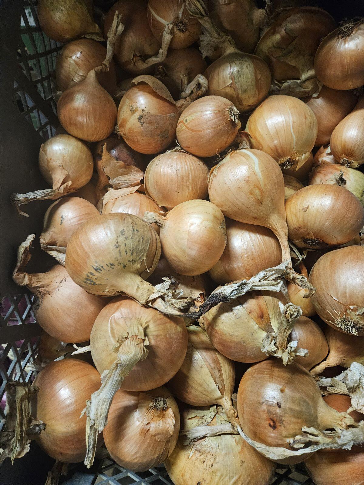 Knoblauch und Zwiebel 1