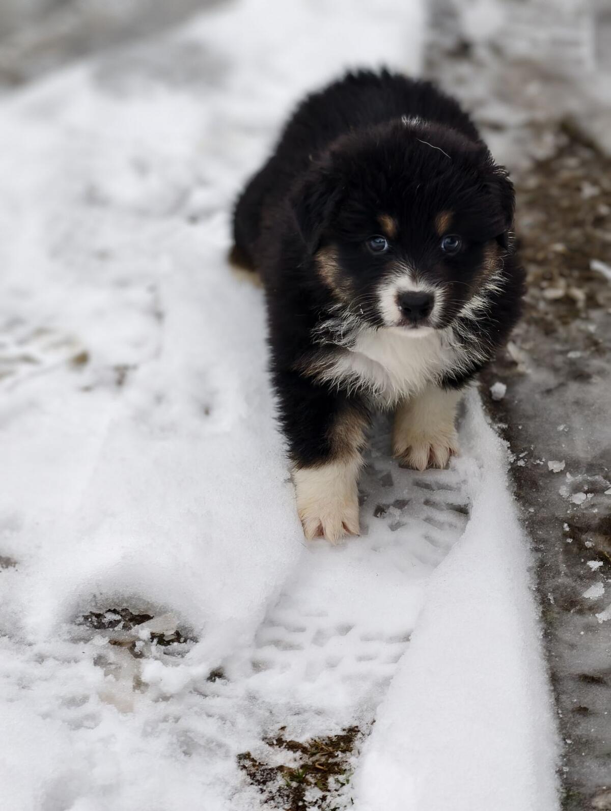 Australian Shepherd mit Ahnentafel 3