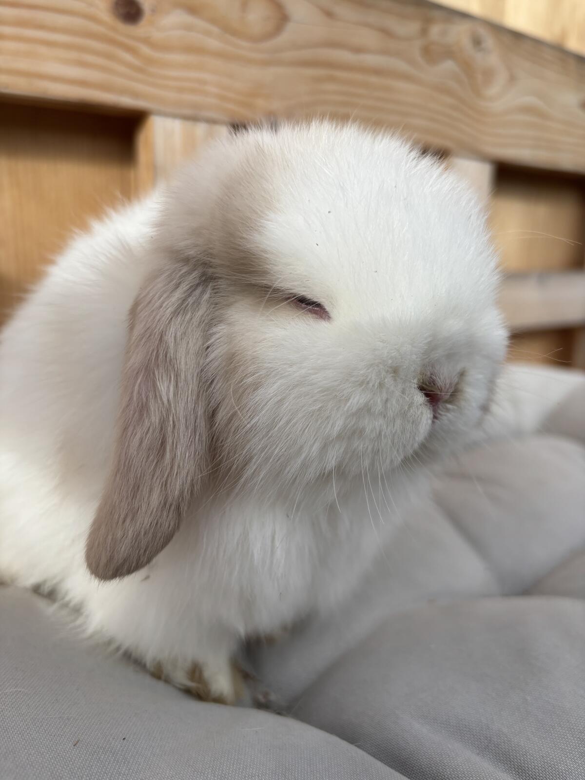 Mini Lop Minilop Bub 2
