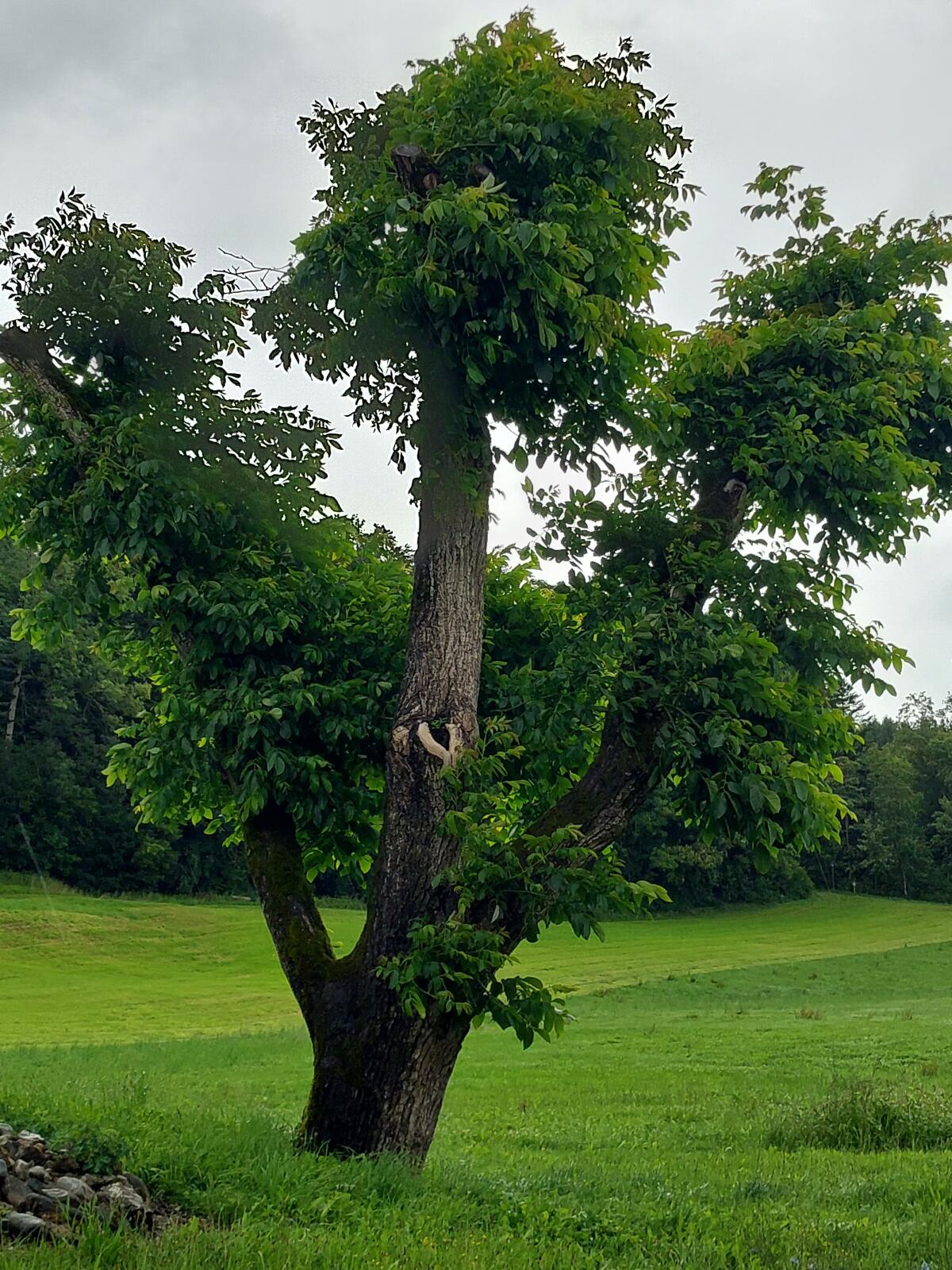Landwirtschaftl. Grünfläche 5-6 ha ab Jan. 2026 zu verpachten 2