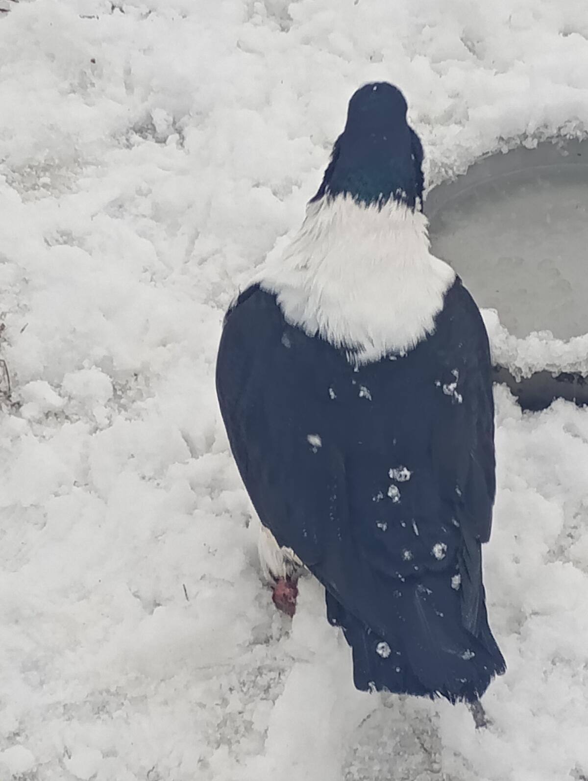 1A Strasser Taube groß 2