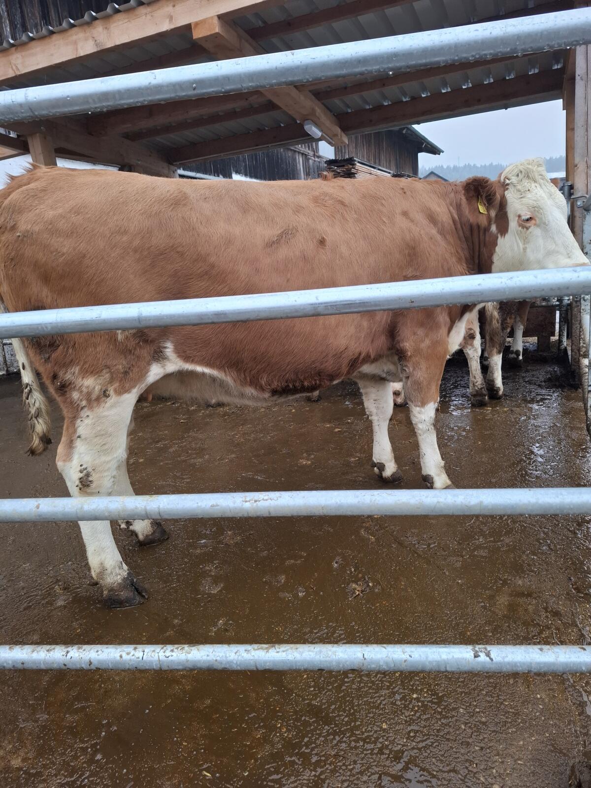 Trächtige Fleckviehkalbin zu verkaufen 3