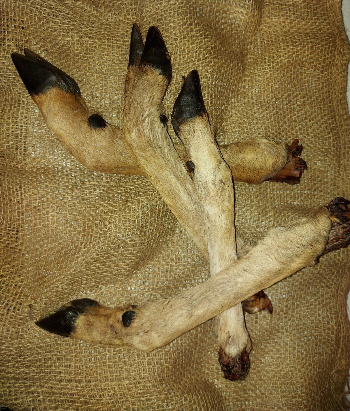 Rehläufe, Rehfüße, Kauartikel, Leckerli, Zahnpflege 1