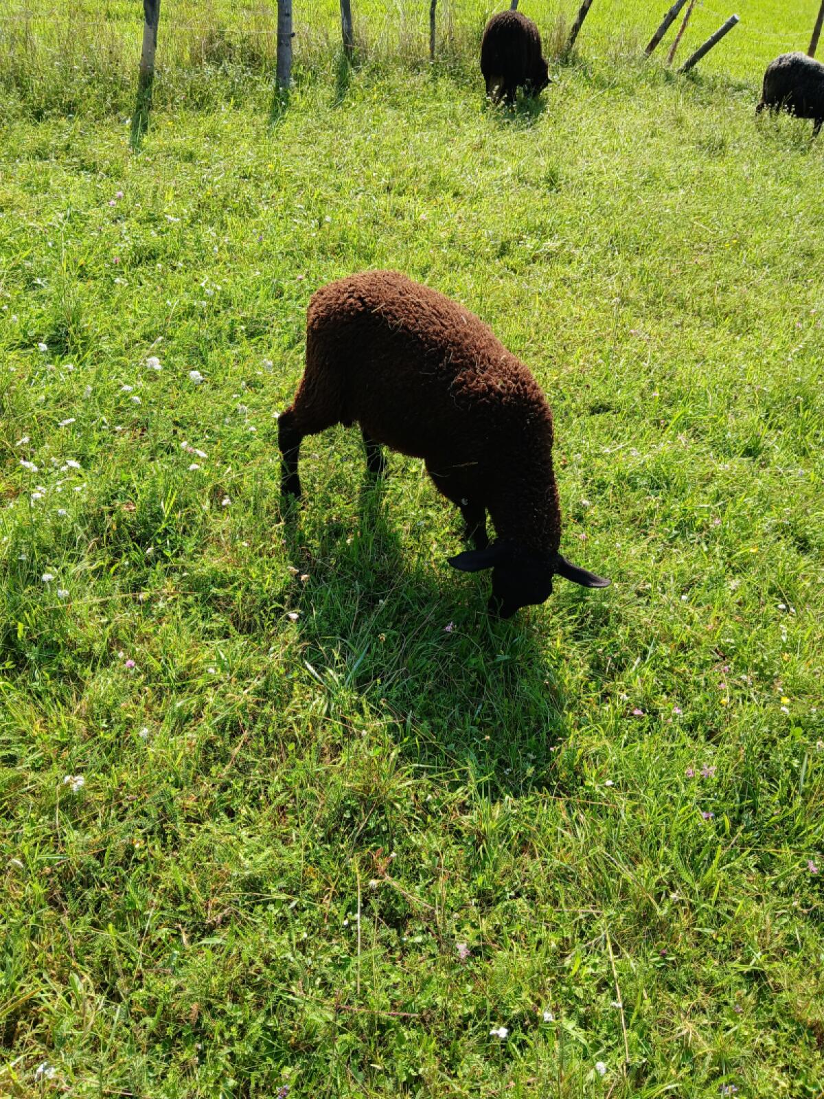 1x Jura-Widder abzugeben 2