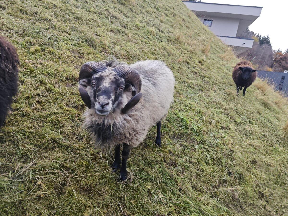 Quessant Zwergschafwitter 3