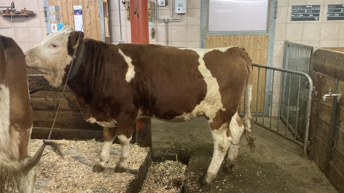 Original Fleckvieh 1