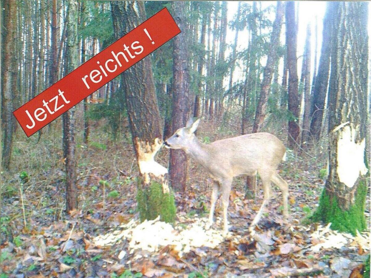 Wildschadenprobleme? Jagdvergabe? Ich helfe Ihnen! 1