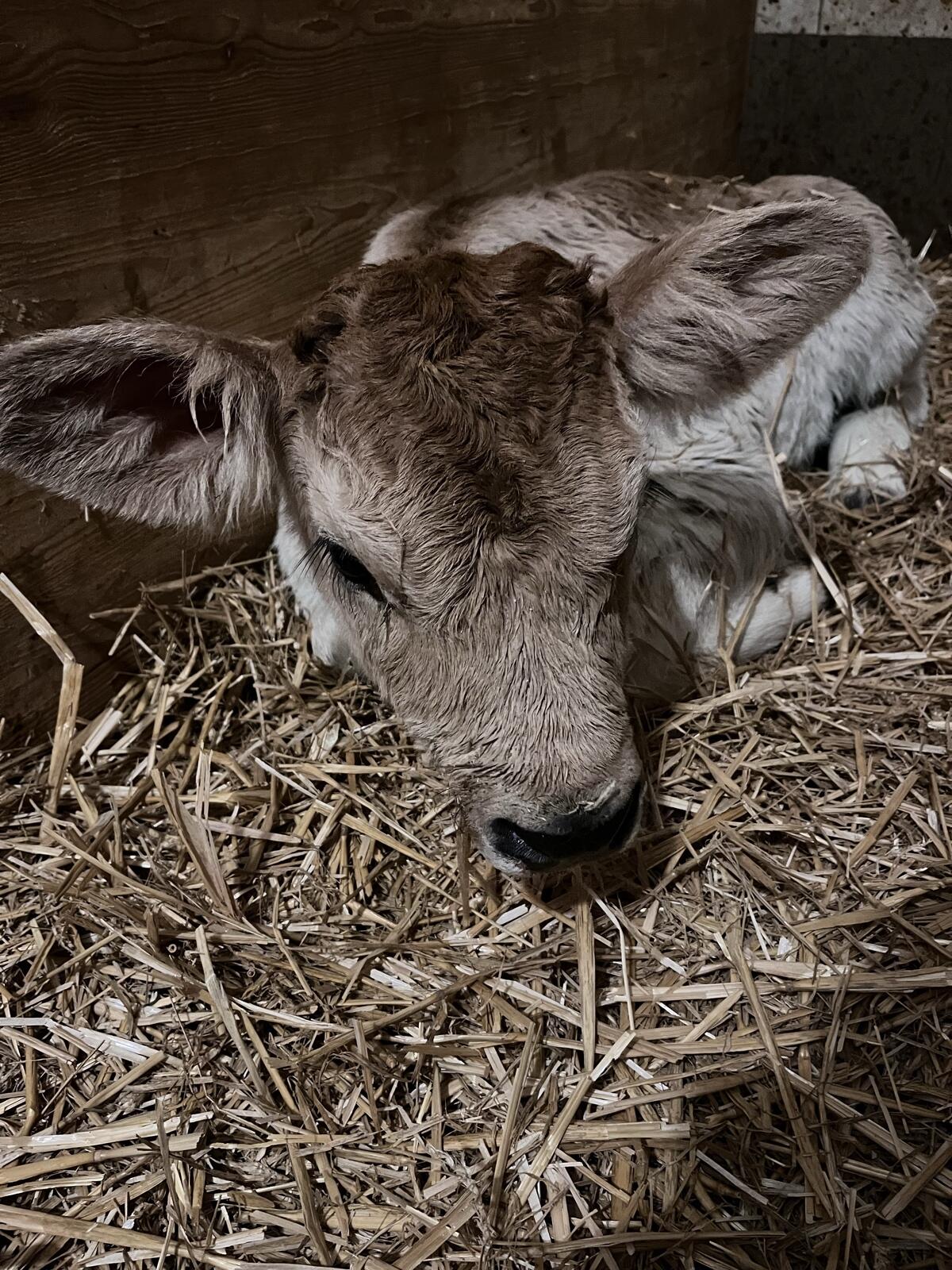 Bio Grauviehzuchtkalb 1